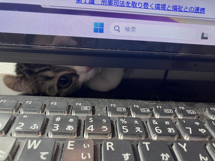モニターの下から覗く猫