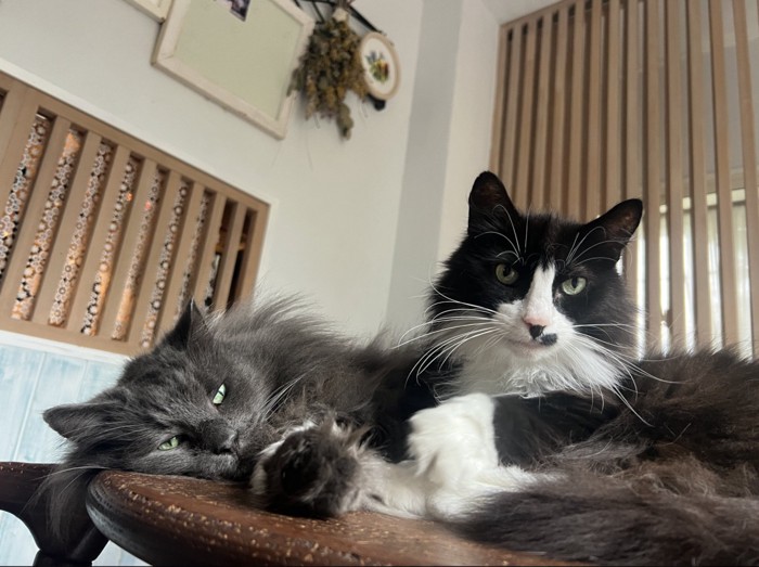 2匹の猫がテーブルの上でくつろいでいる