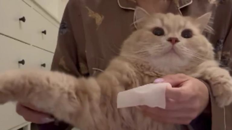 耳掃除している猫