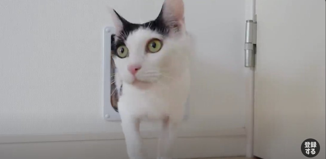 猫ドアを通る白黒猫