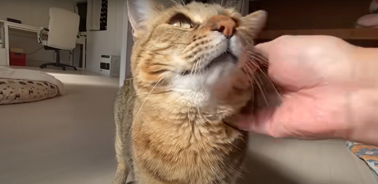人になでられる猫