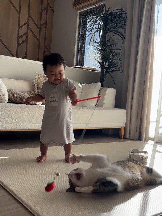 猫じゃらしを持つ赤ちゃんと遊ぶ猫