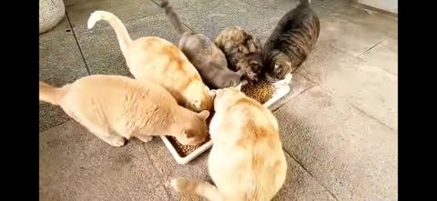 外でごはんを食べる猫たち 