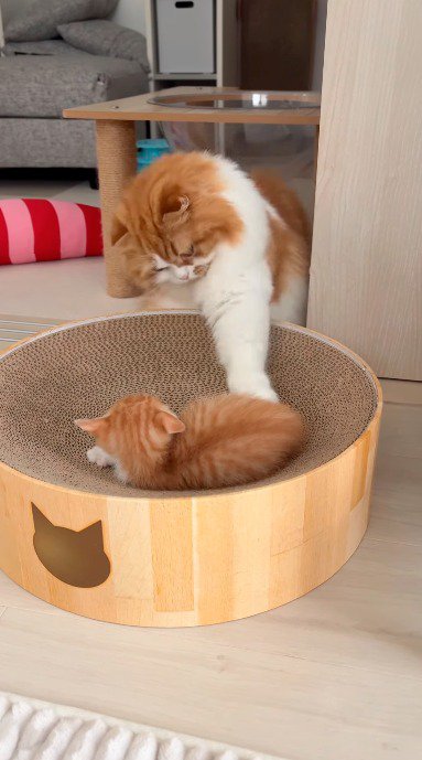 子猫に前足を軽く当てる成猫