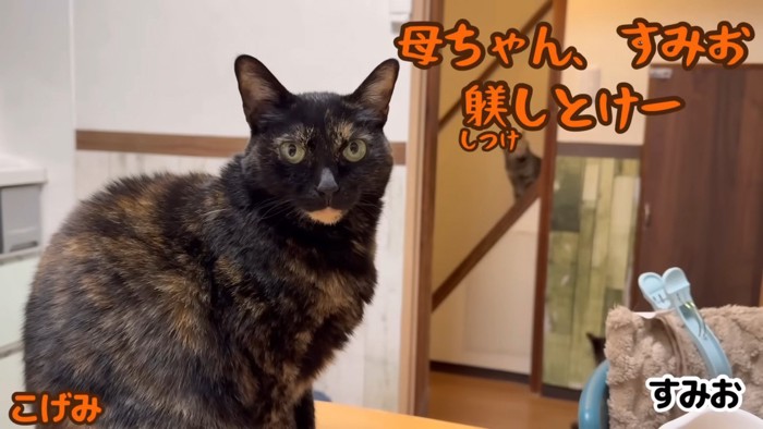 母ちゃんさんに訴えるこげみちゃん