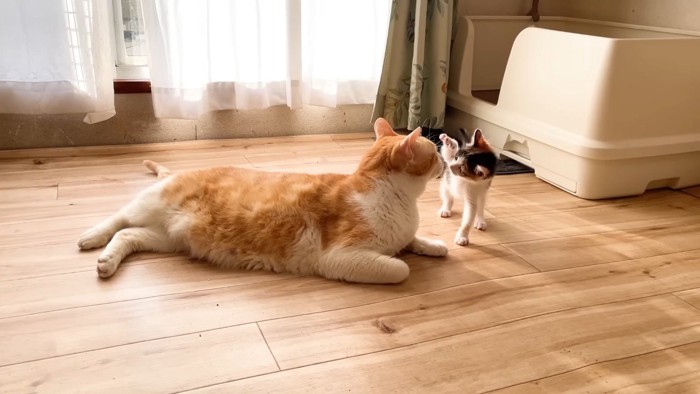 前足を上げる三毛ちゃん