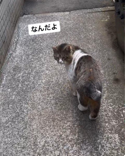 振り向く猫