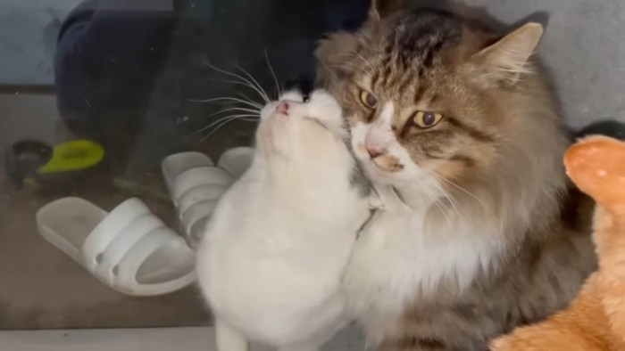 長毛猫に擦り寄るキジ白猫