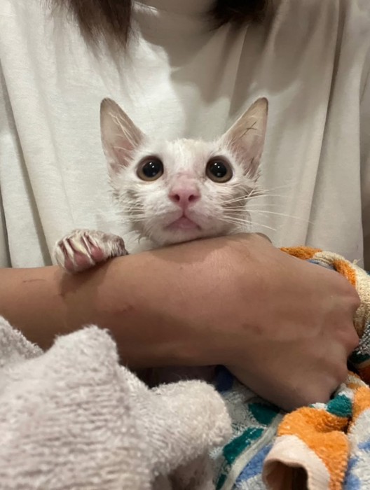 抱っこされる猫