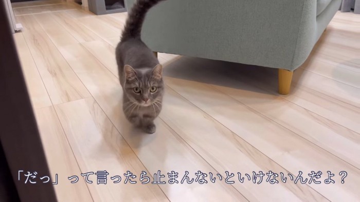 歩いてくる猫