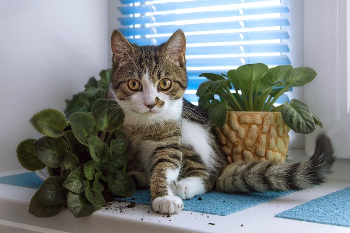 いたずらする子猫