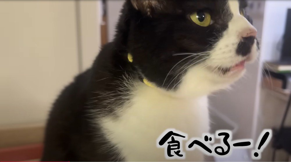 猫の顔のアップ