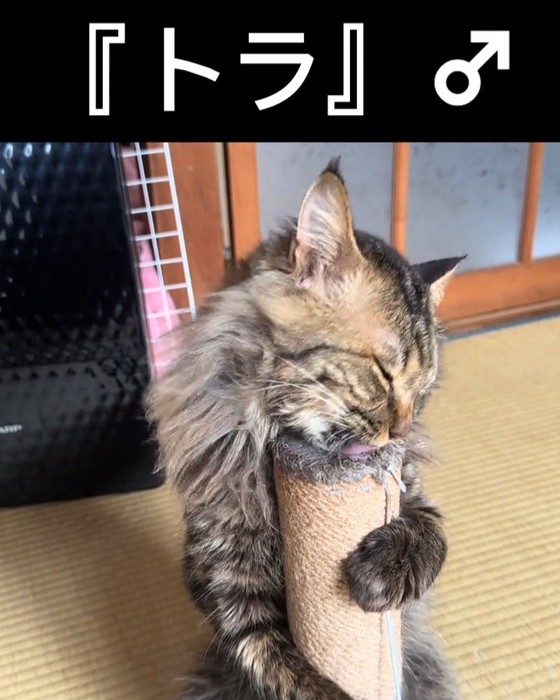 爪とぎポールに抱きつく猫