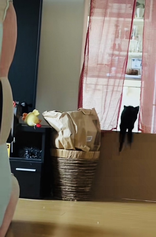 ぬいぐるみを探す子猫