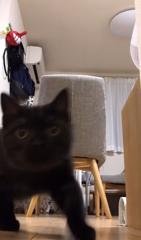 カメラに向かって歩いてきている黒猫