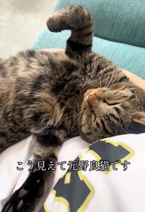 甘えるトラくん