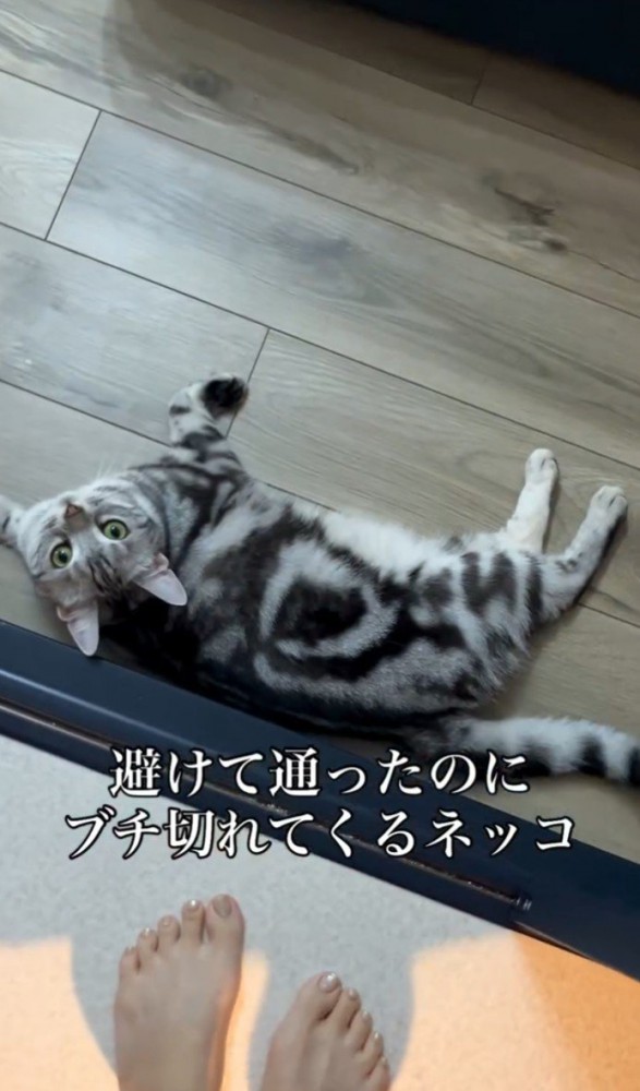 床に寝そべる猫