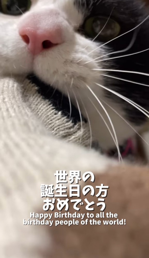 ニットをかじる猫％オレオくんカジカジしながらの「ニャー」