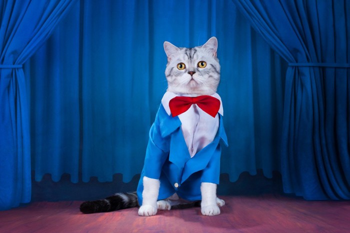 おしゃれをして舞台に登場する猫
