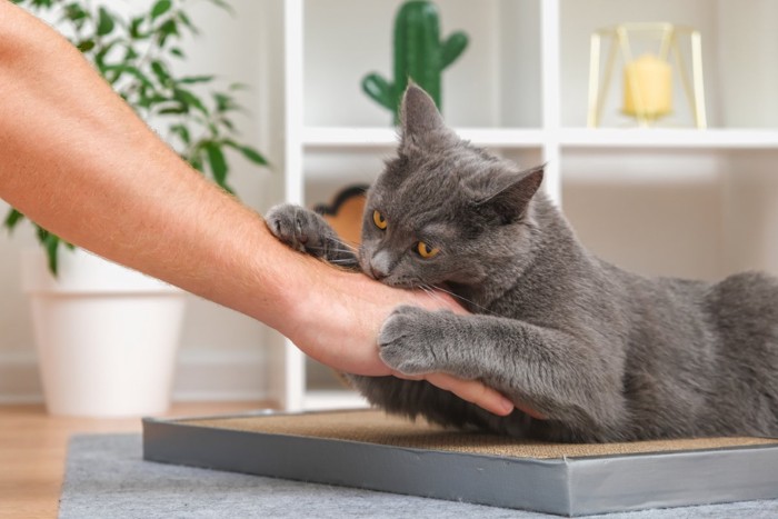 噛みつく猫