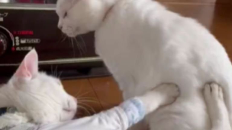 じゃれている猫たち