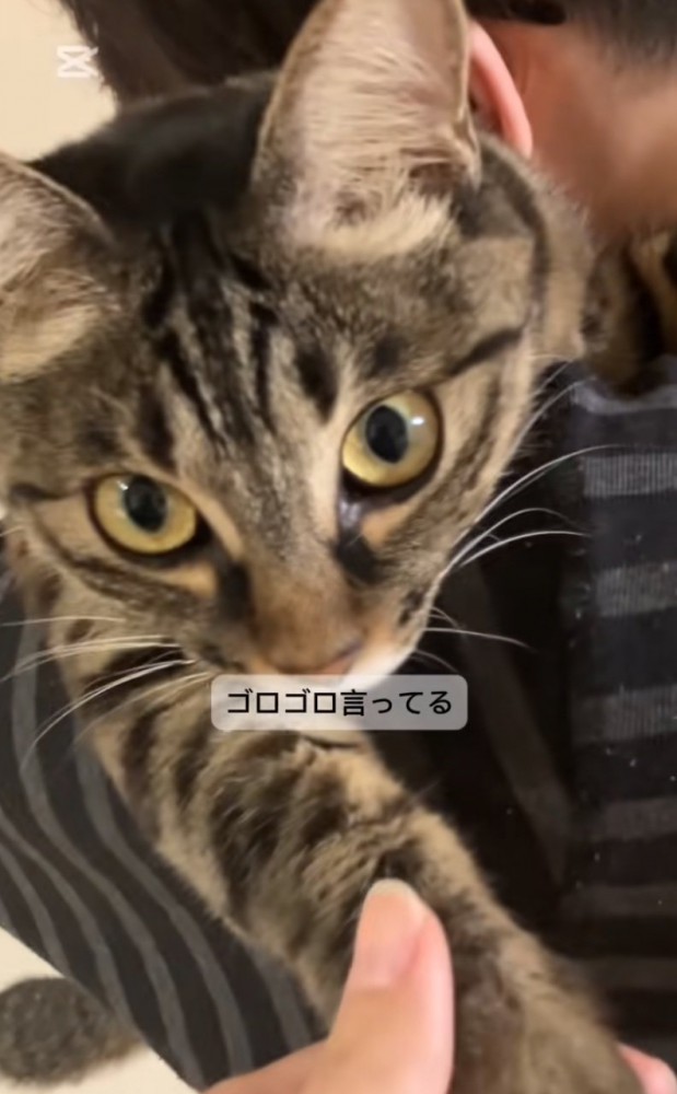 近距離で見つめる猫