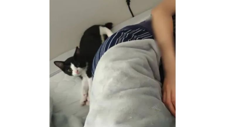 女性と子猫