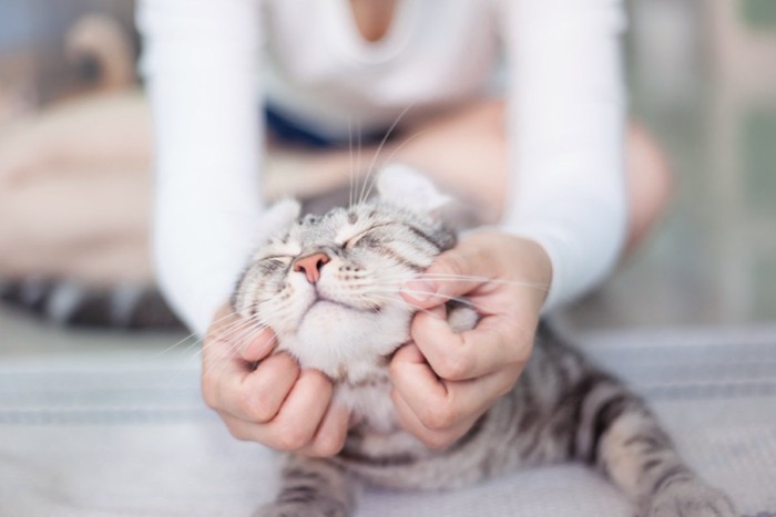 人に撫でられる猫