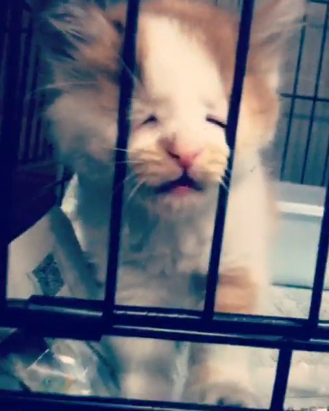 ケージに顔を押し付ける猫