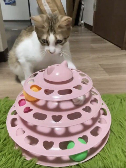 おもちゃで遊ぶキジ白猫