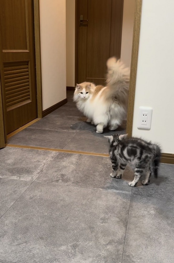 毛を逆立てる子猫と子猫を見つめるノルウェージャンフォレストキャット
