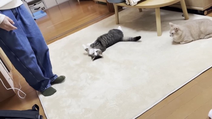 2匹