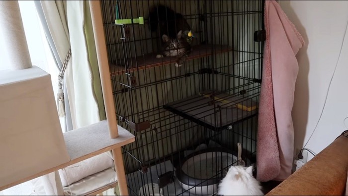 ケージの中から室内を観察するキジトラ猫