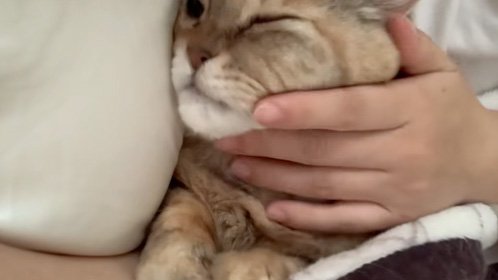 触られる猫