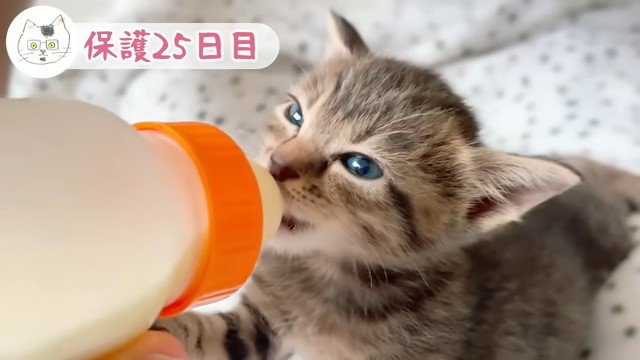 哺乳瓶でミルクを飲む子猫