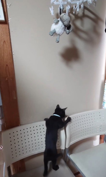 椅子の背もたれによじのぼる子猫