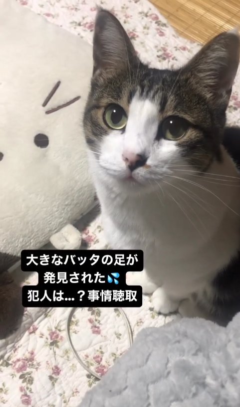 ぬいぐるみの近くでお座りをしているカメラ目線の猫