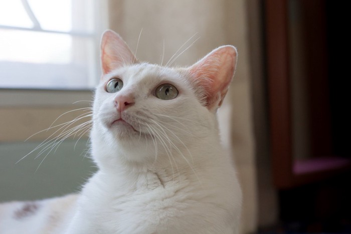 じっと天井を見つめる猫