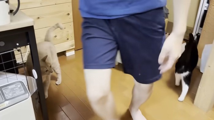 歩いている男の子と目で追う猫