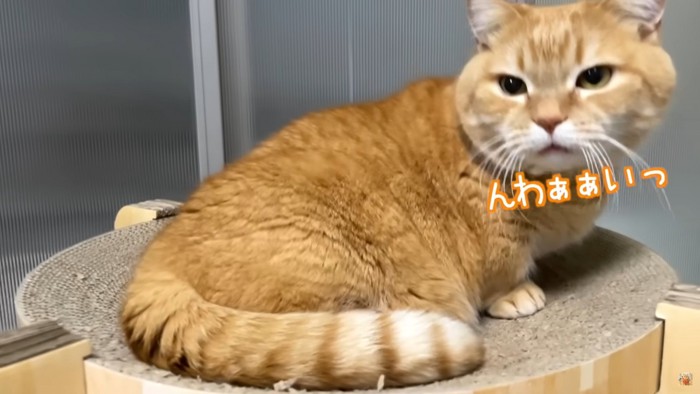 レーザーポインターを発見したプリン