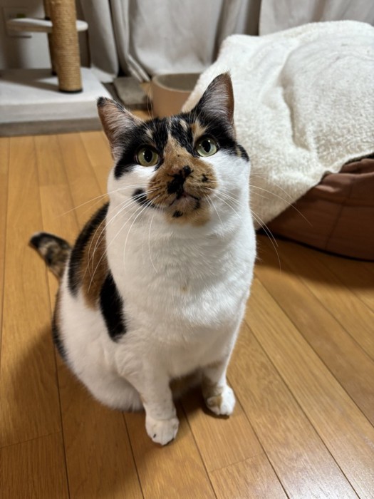 三毛猫のすみれちゃん