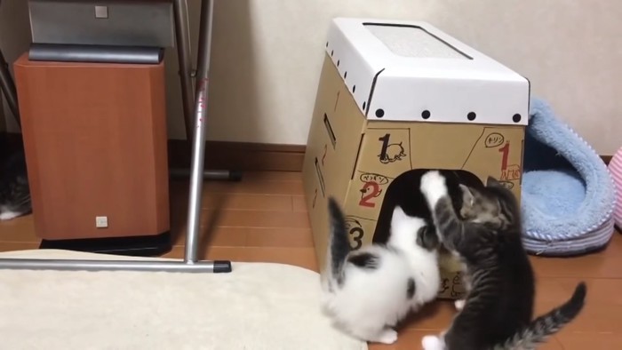 猫パンチする子猫