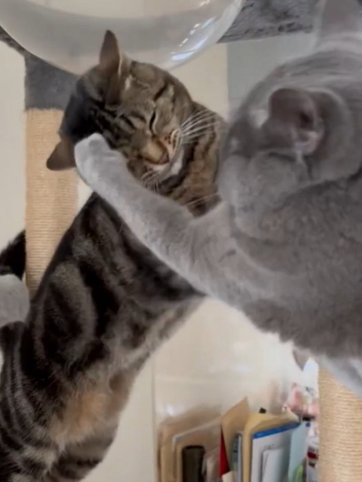 アメショに猫パンチするブリショ