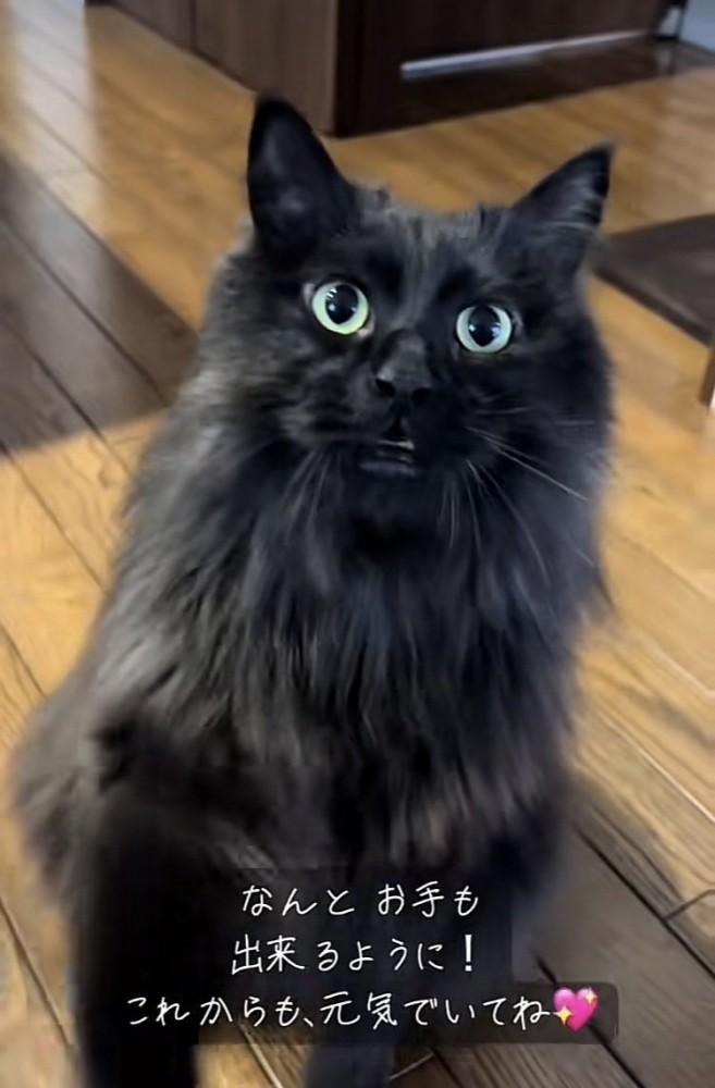 パパにお手する黒猫