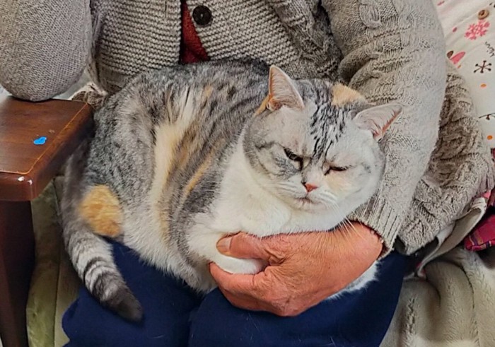 おばあちゃんと猫