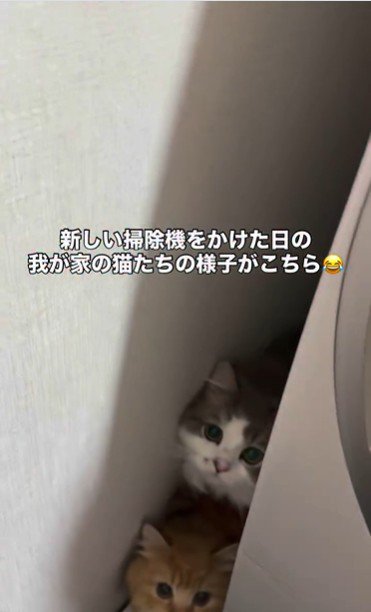 洗濯機の裏に隠れている猫