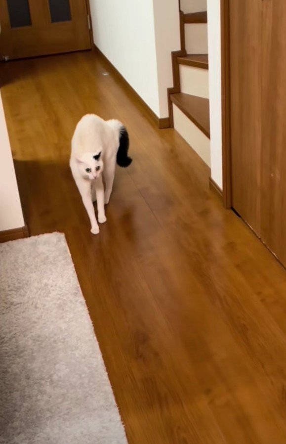 警戒しているハクちゃん