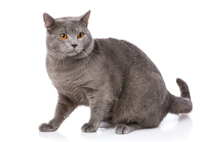 シャルトリュー