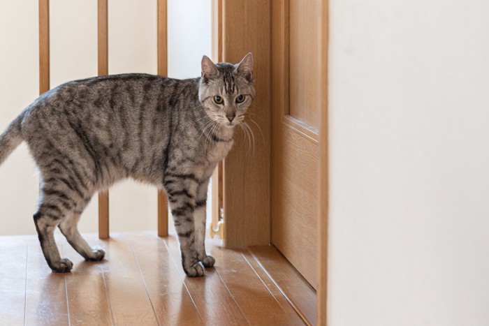 部屋の入り口の前で待っている猫 