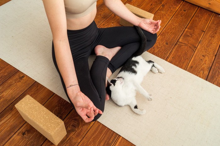 瞑想のポーズをする女性の前でくつろぐ猫